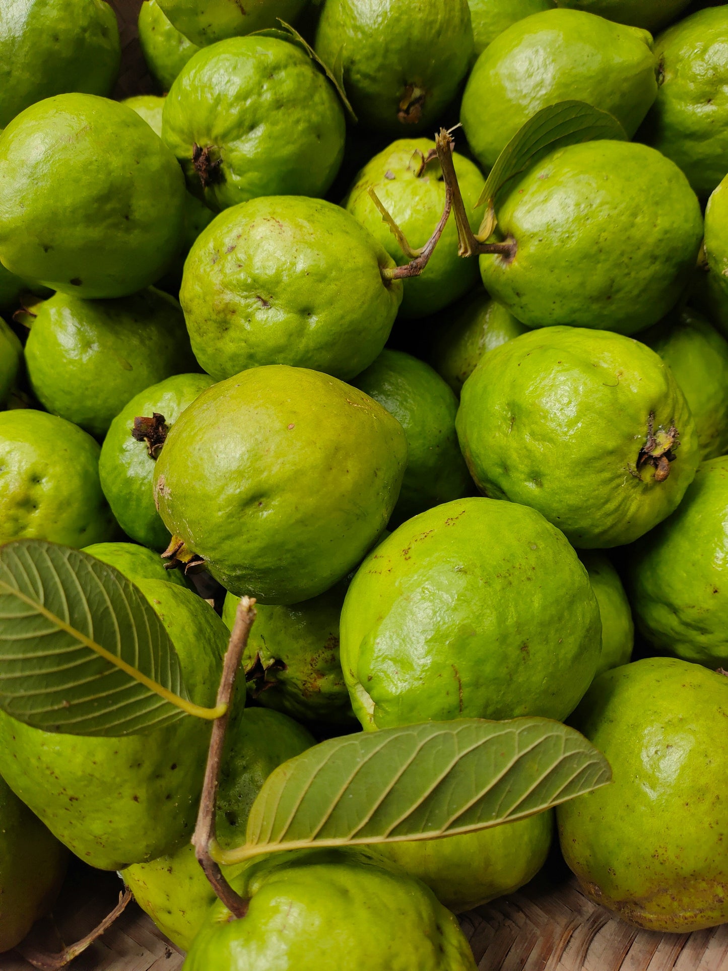 Guava Fruit